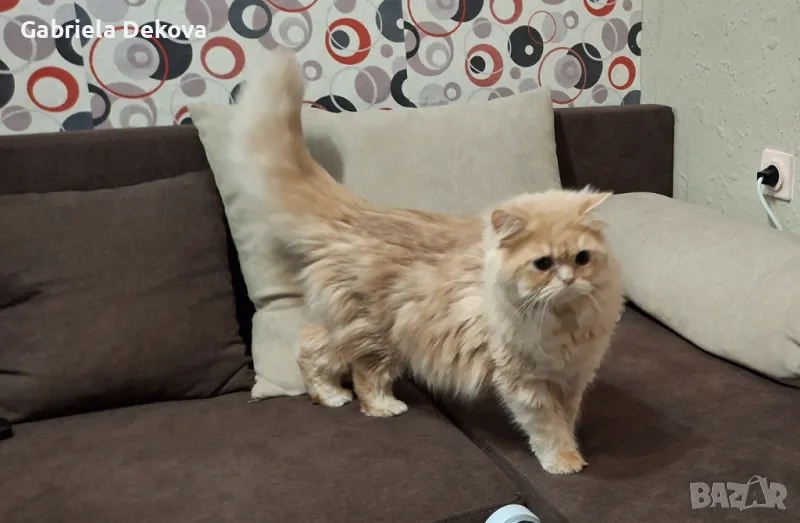 Персиец ерген, търси дама, снимка 1