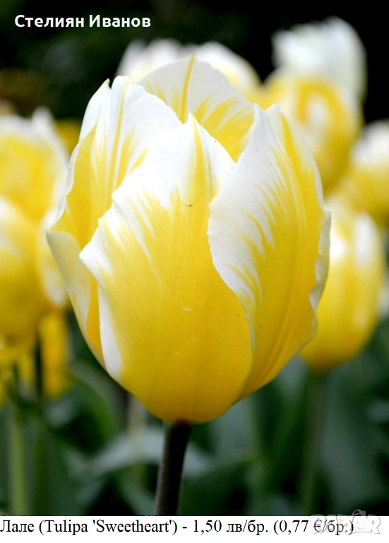 Лале (Tulipa 'Sweetheart') – луковици, снимка 1