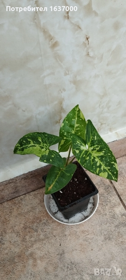 Сингониум Панда , снимка 1