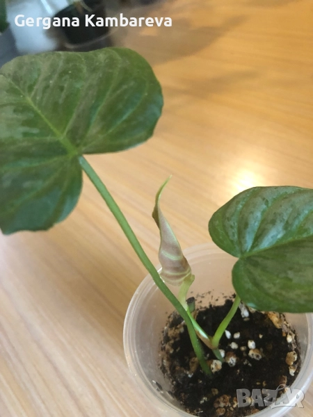 Philodendron Majestic , снимка 1