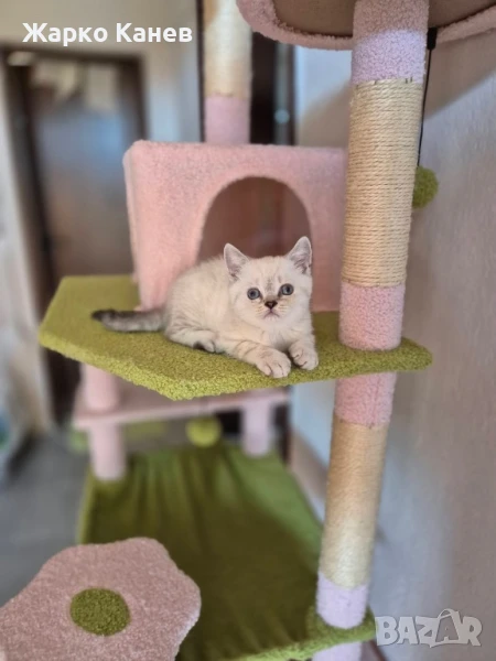 Британско късокосместо момче, снимка 1