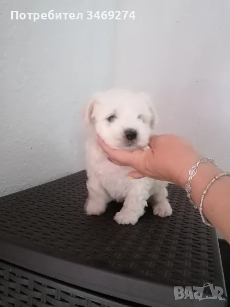 бишон фризе - френска болонка момченце, снимка 1