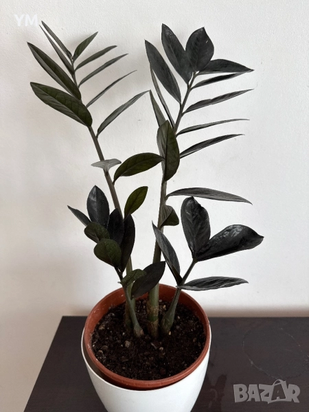 Замиокулкас Равен, снимка 1