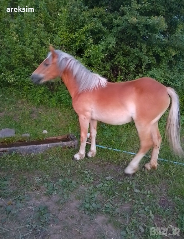 Продавам кобила, снимка 1