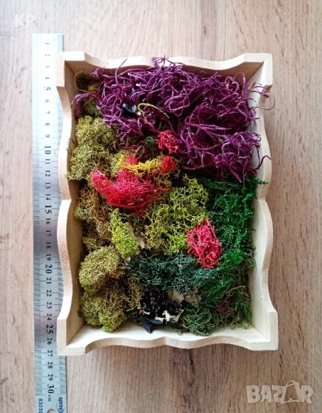 Скандинавски мъх + дървена кутия , снимка 1