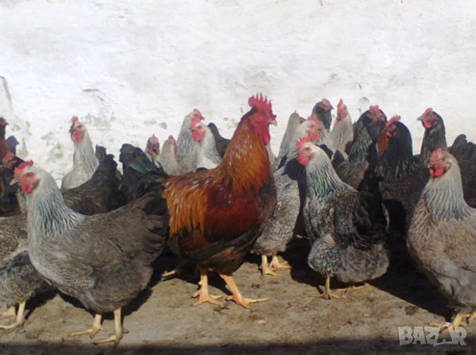 Катунски яйца, кокошки и петли, снимка 1
