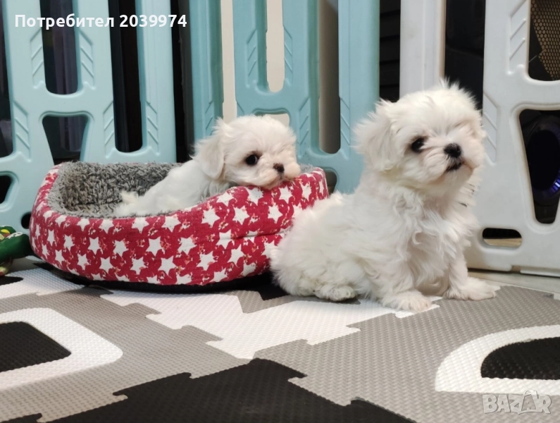 Малтийска болонка, снимка 1