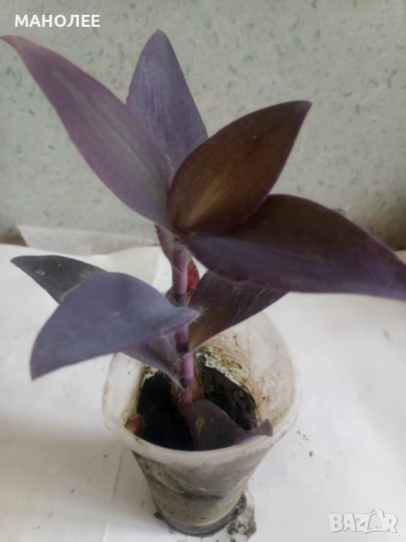 🍁🍁🍁Традесканция🍁🍁🍁🍁🪷, снимка 1
