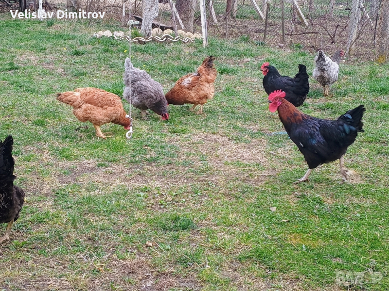разплодни яйца от селски кокошки и пиленца на седем дни , снимка 1