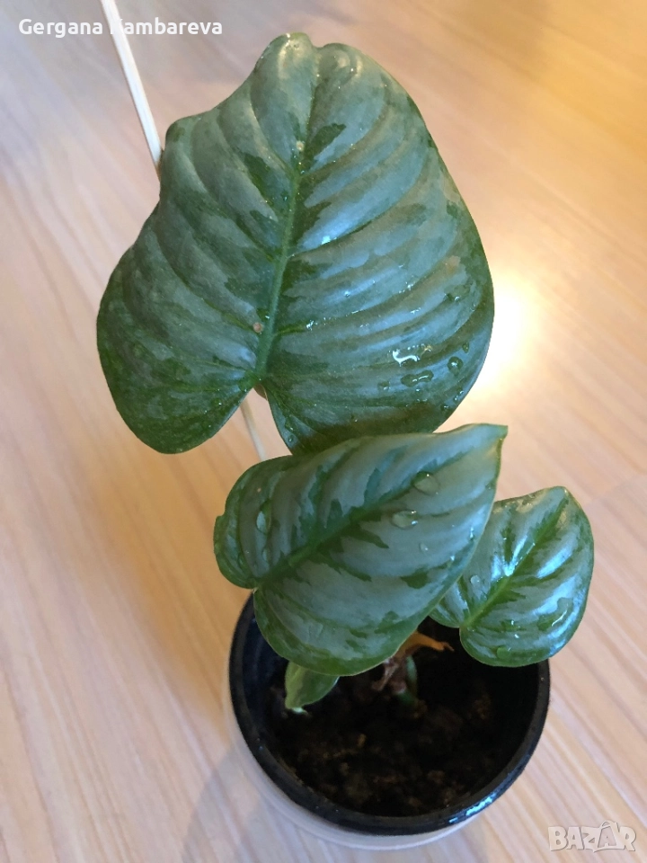 Philodendron Sodiroi , снимка 1