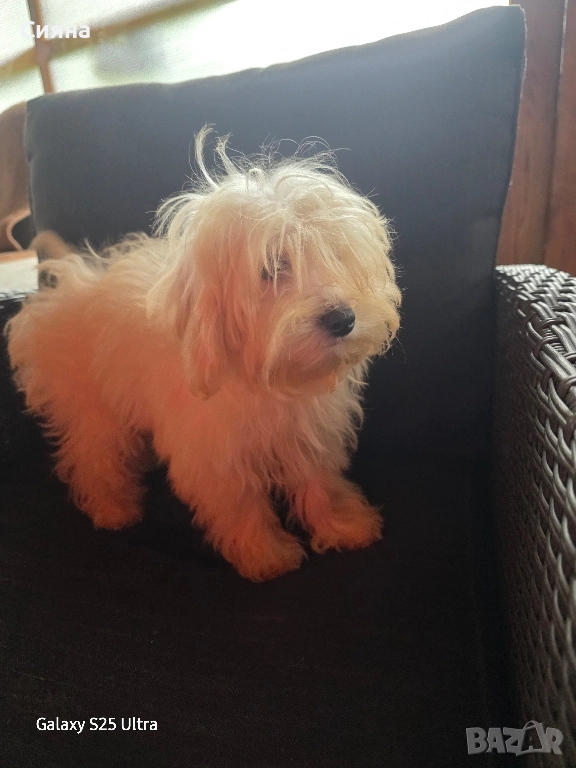 момче и момиче малтипу, снимка 1