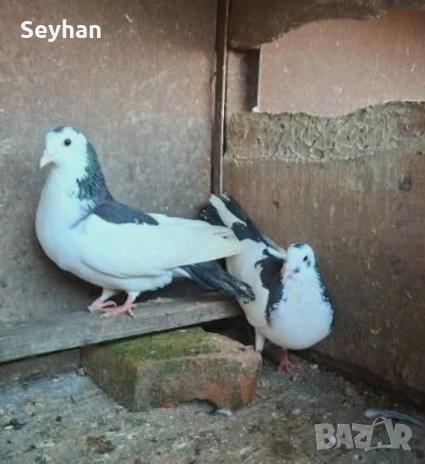 Гълъби пазарджийски акмани