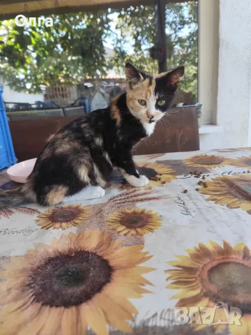 Много мило и гальовно котенце търси свои хора и любящ дом.