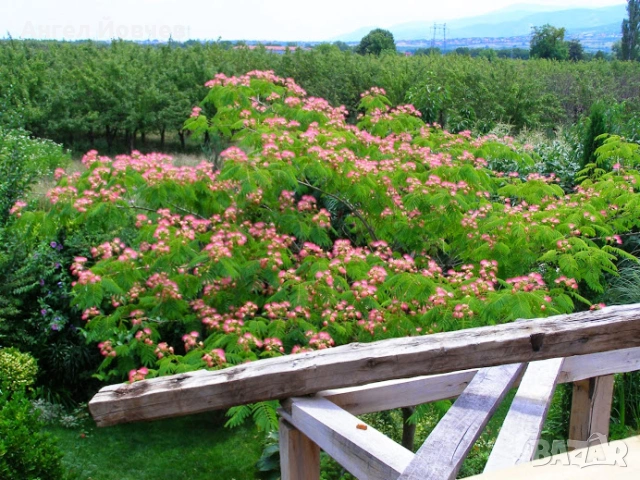 Албиция - фиданки, снимка 5 - Разсади - 53849029