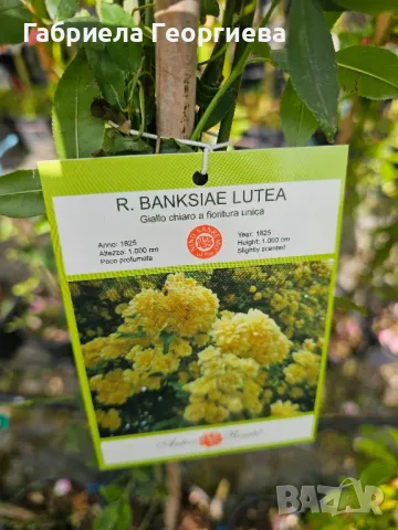 Роза "Лейди Банкс ", снимка 3 - Градински цветя и растения - 50369843