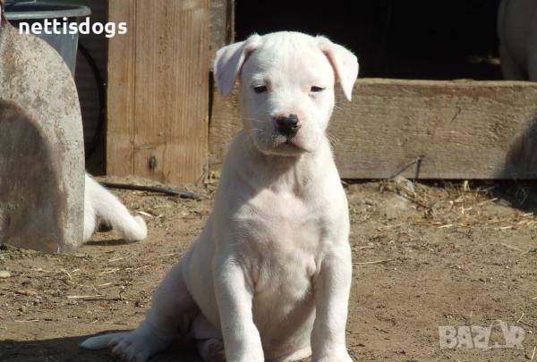 Дого аржентино: Продава кучета дого аржентино - обяви на ТОП цени — Bazar.bg