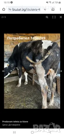 Prodavam teleta za klane, снимка 2 - Крави - 48075048