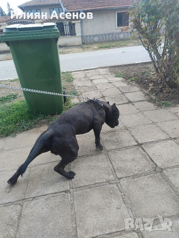 Зевс за разплод, снимка 3 - Търси партньор - 53830543