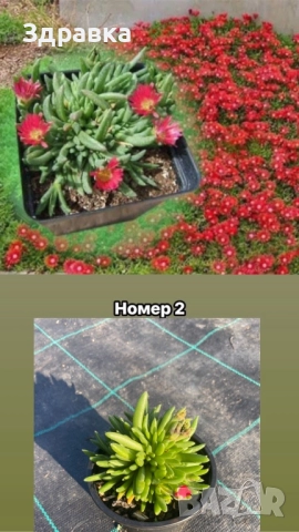 Делосперма 7 цвята, снимка 3 - Градински цветя и растения - 47933355