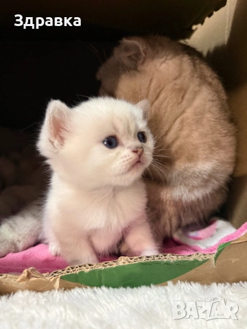 Сребърна чинчила  бебета