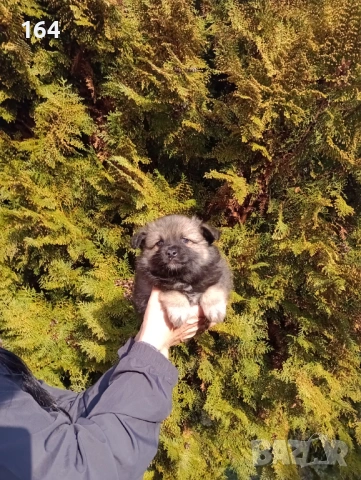 Немски Шпиц. Момче. , снимка 2 - Померан - 53508637