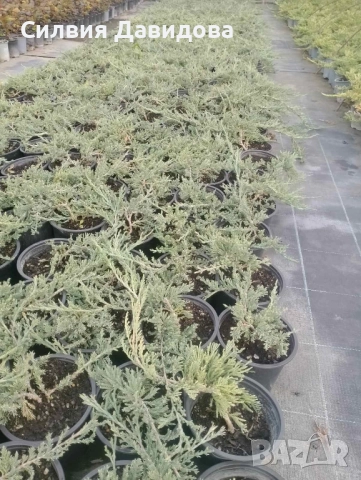 Юниперус , снимка 8 - Градински цветя и растения - 51864443