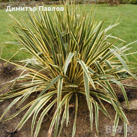 Градинска Юка - Yucca Filamentosa bright edge, снимка 8 - Градински цветя и растения - 42704280