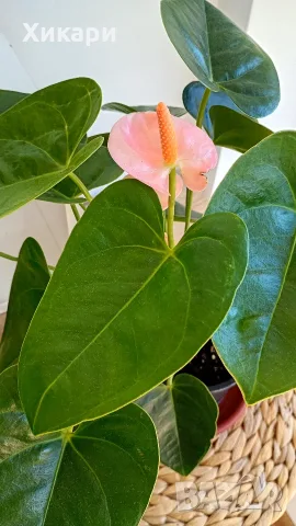 Антуриум с цвят /Anthurium/, снимка 2 - Стайни растения - 56308000