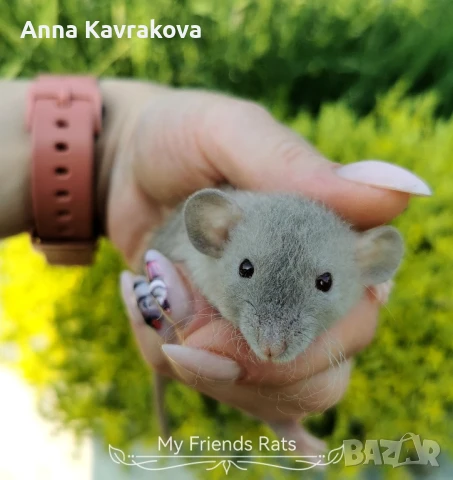 Декоративни плъхчета , снимка 3 - Други - 37326095