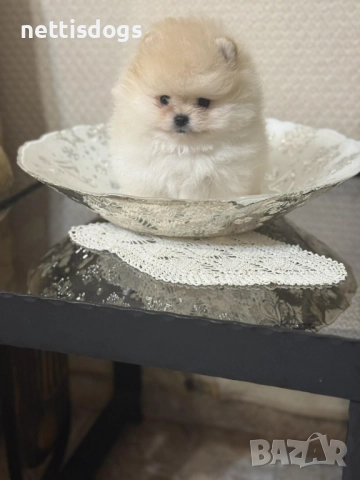 Сладки мини померани с най-късата муцунка