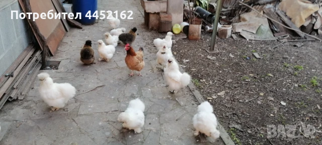 ПРОДАВАМ ЯЙЦА ОТ КОКОШКИ КОПРИНКИ И КОКОШКИ, снимка 1