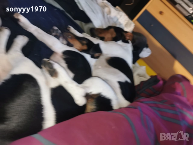 джак ръсел-куче 1бр 1501261713, снимка 10 - Джак ръсел териер - 53112030