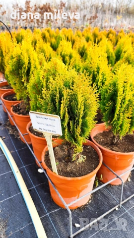 Източната туя Ауреа Нана, Thuja orientalis ‘Aurea Nana’, снимка 7 - Градински цветя и растения - 46569102
