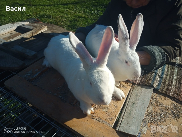 Зайци домашни , снимка 10 - Други животни - 51395663