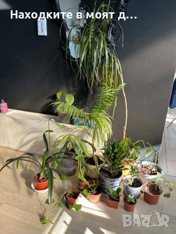 Комплект от 15 вида стайни растения