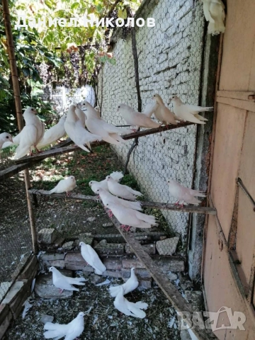 продавам гълъби старозагорски бели и пощенски гълъби , снимка 2 - Гълъби - 51894340