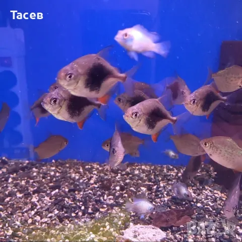 Блекбери милеус 6см, снимка 1