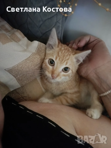 търсим спешно дом малко коте на два месеца