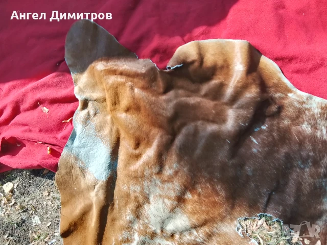 Страхотна конска кожа , снимка 6 - Колекции - 51066604