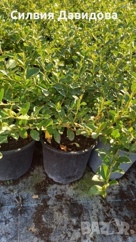 декоративни храсти и растения, снимка 15 - Градински цветя и растения - 51517818