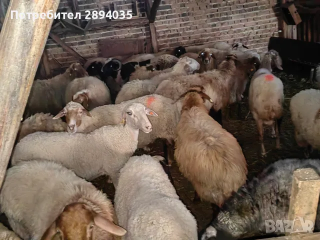 свободни овце, кочове , снимка 8 - Овце - 55756368