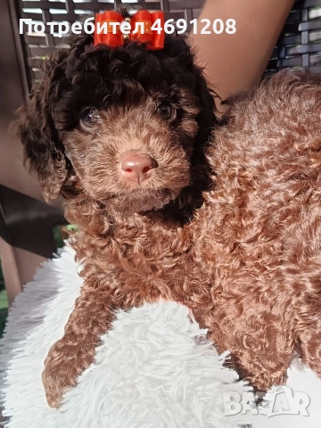 Пудел мини шоколад, снимка 8 - Пудели - 52889210