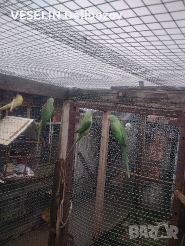 продавам папагали , снимка 9 - Папагали - 53725252
