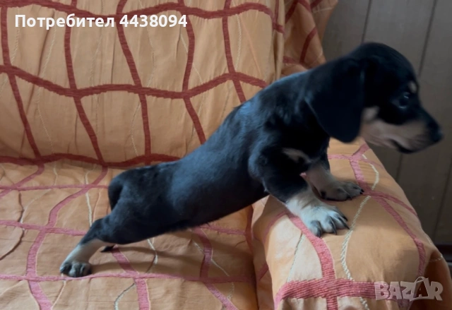 Продавам мини дакелчета , снимка 6 - Дакели - 53272079