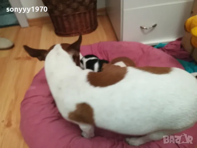 ДЖАК РЪСЕЛ БЕБЕТА 2025-ТА 3001251931, снимка 14 - Джак ръсел териер - 48897880