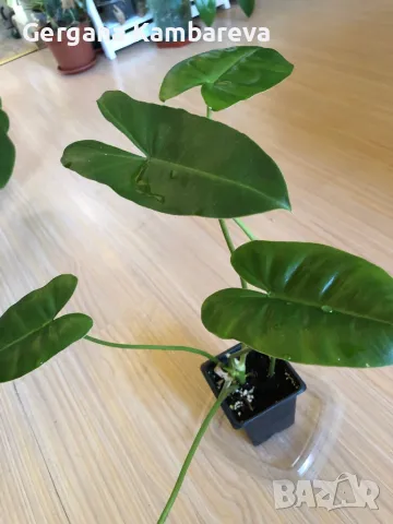 Philodendron Burle Marx 