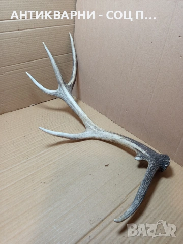 Стар Голям Еленски Рог Рога 1.350кг. НОМЕР 778.