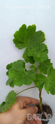 Grainger antique rose , снимка 2 - Стайни растения - 52510021