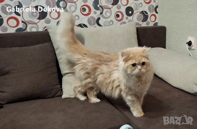 Персиец ерген, търси дама, снимка 1