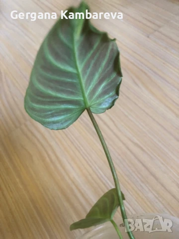Philodendron Majestic , снимка 3 - Стайни растения - 50995568